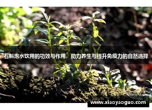 石斛泡水饮用的功效与作用，助力养生与提升免疫力的自然选择